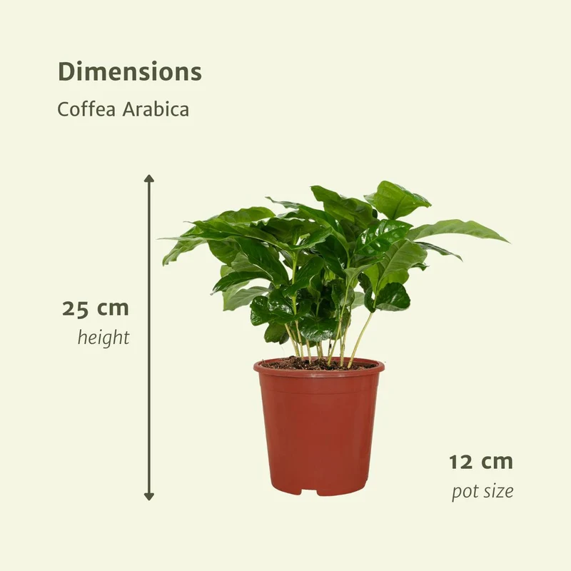 Coffea Arabica - Kaffeepflanze, 2 Exemplare, Topf Ø 12 cm, Höhe 25 cm