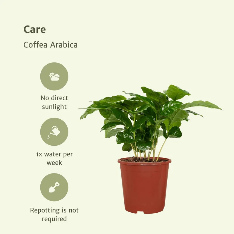 Coffea Arabica - Kaffeepflanze, 2 Exemplare, Topf Ø 12 cm, Höhe 25 cm