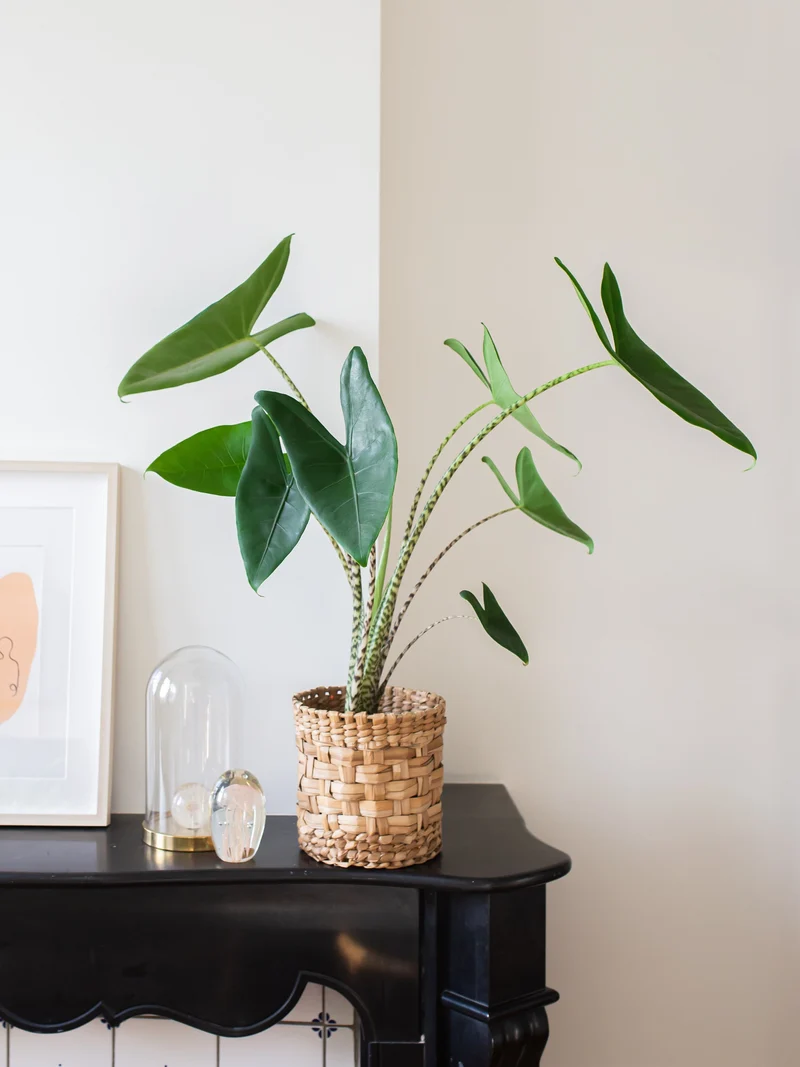 Alocasia zebrina (Elefantenohr) (M)