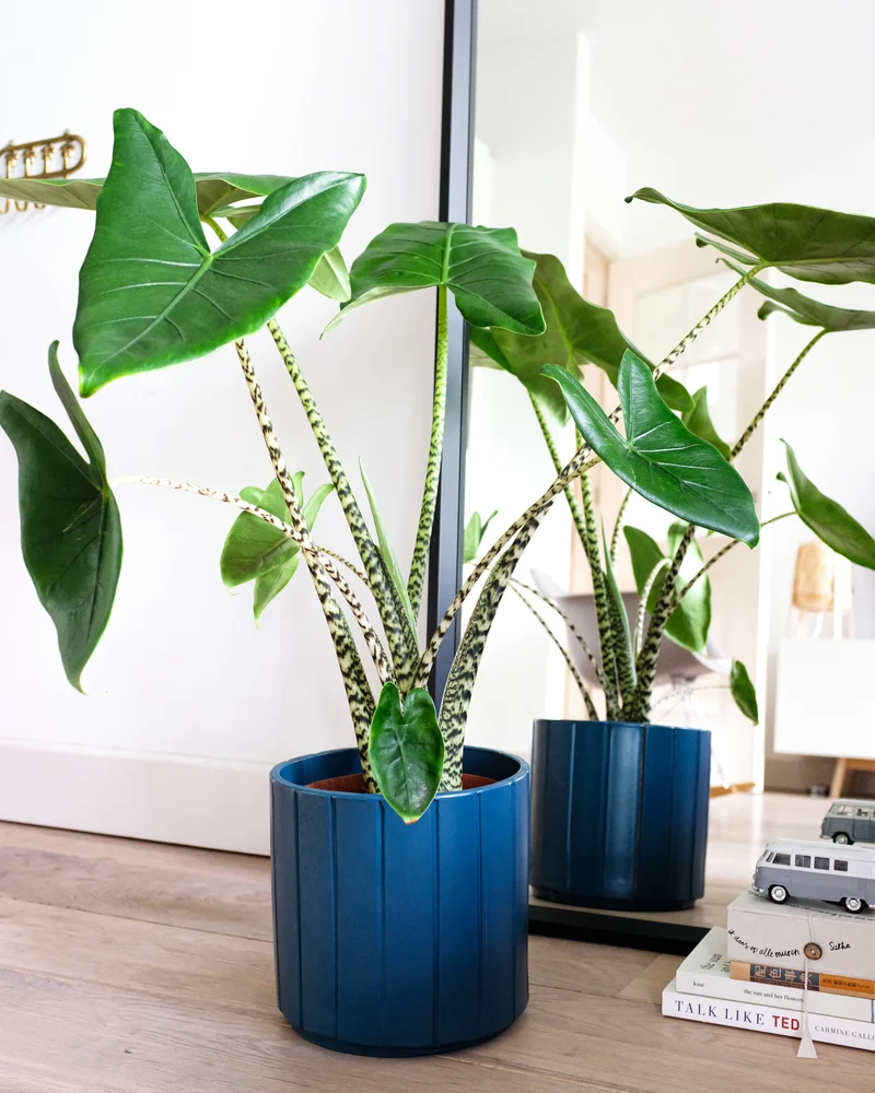 Alocasia zebrina (Elefantenohr) (M)