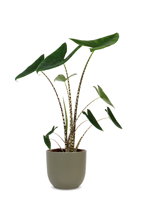 Alocasia zebrina (Elefantenohr) (M)
