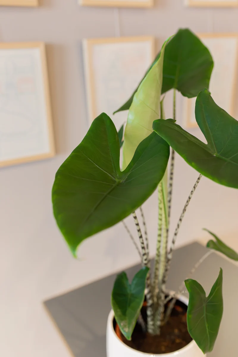 Alocasia zebrina (Elefantenohr) (M)