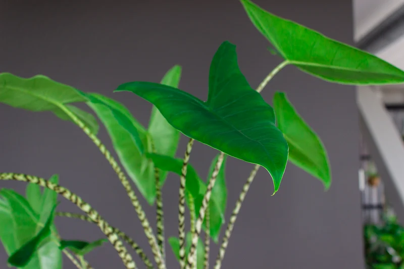 Alocasia zebrina (Elefantenohr) (M)