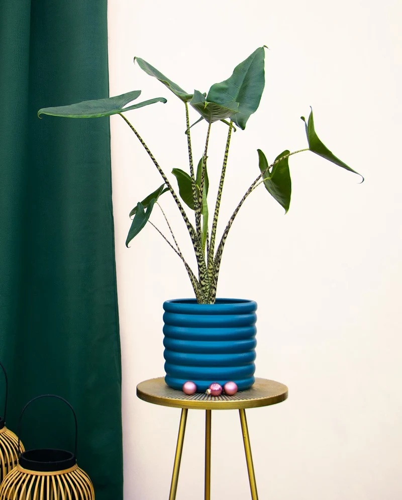 Alocasia zebrina (Elefantenohr) (M)