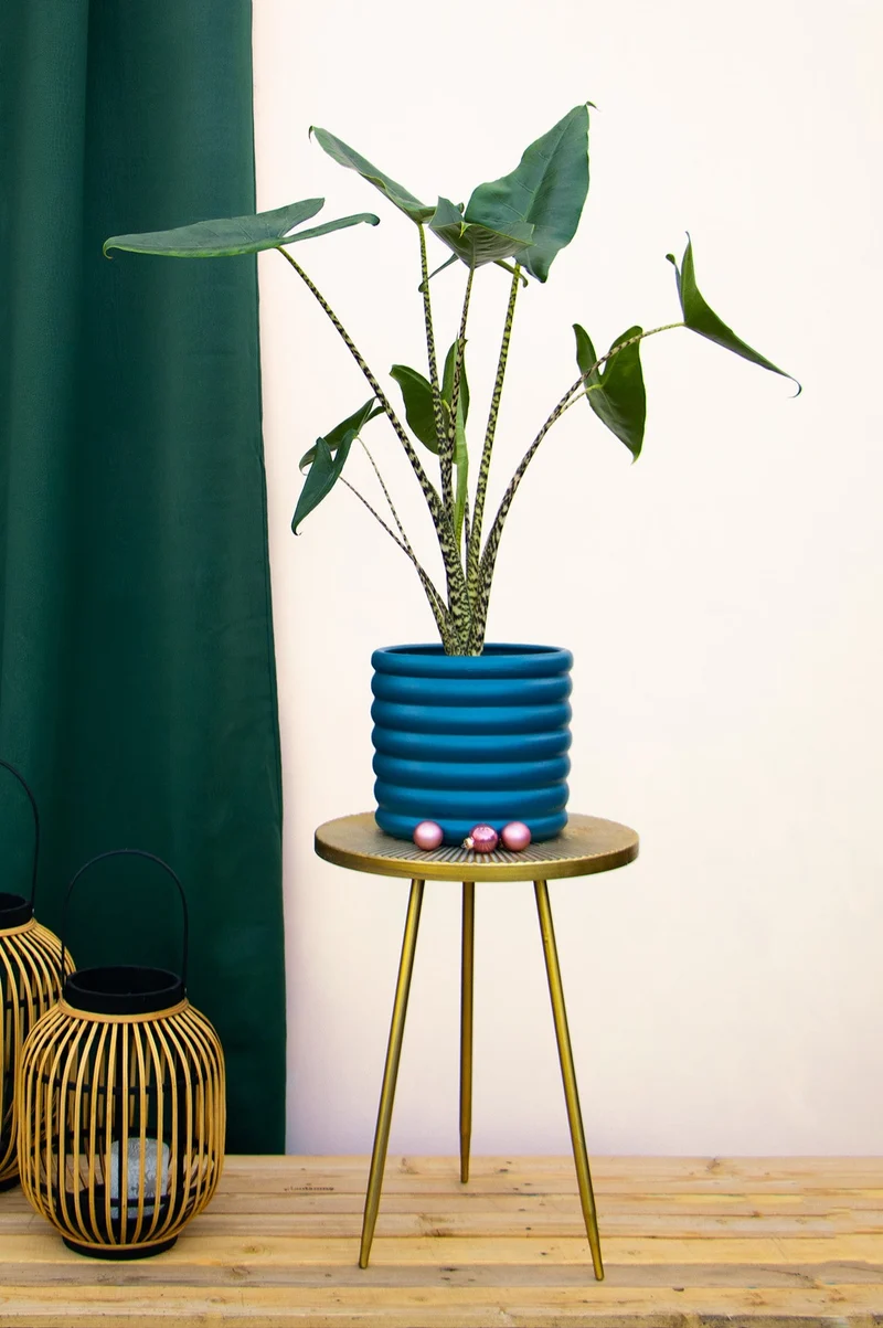 Alocasia zebrina (Elefantenohr) (M)