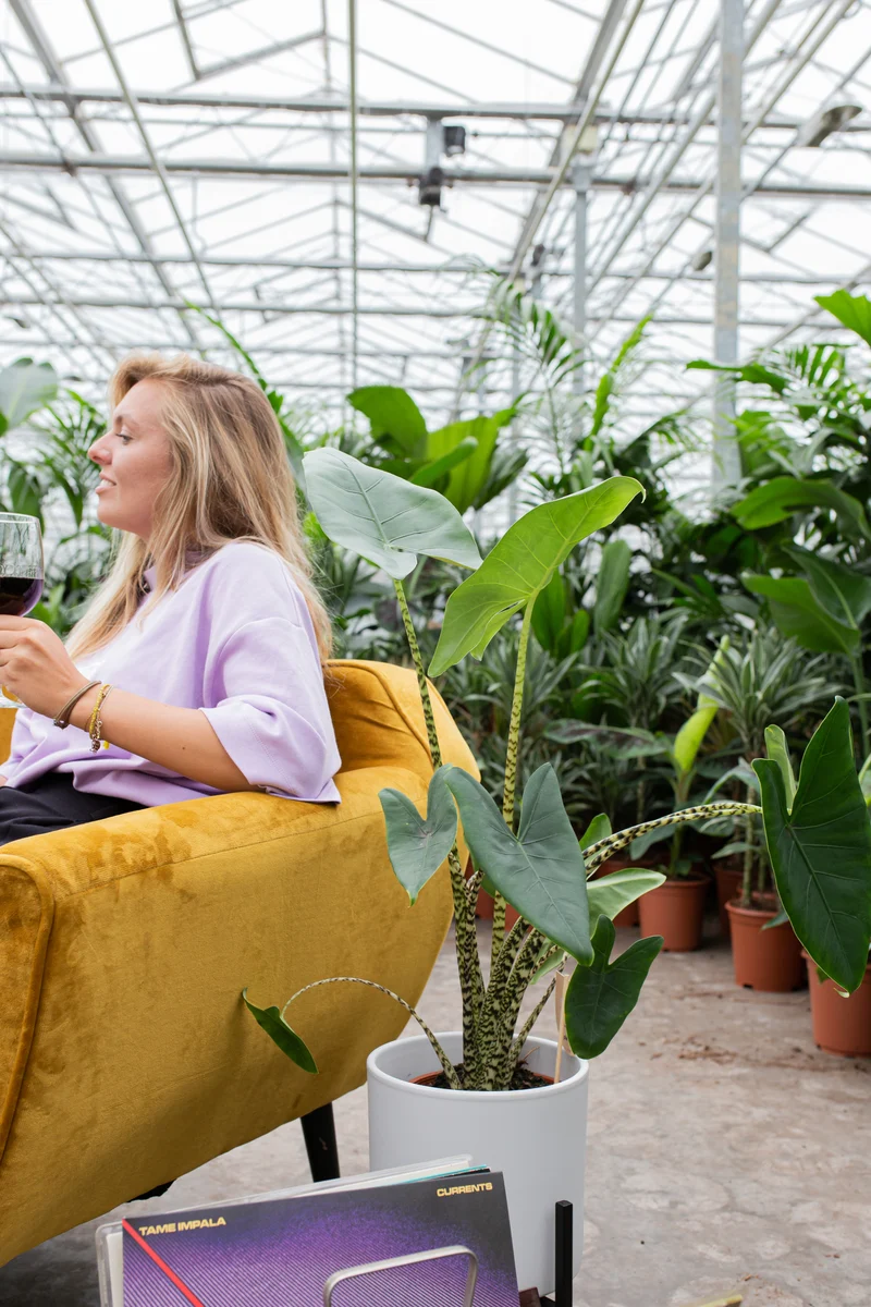 Alocasia zebrina (Elefantenohr) (M)