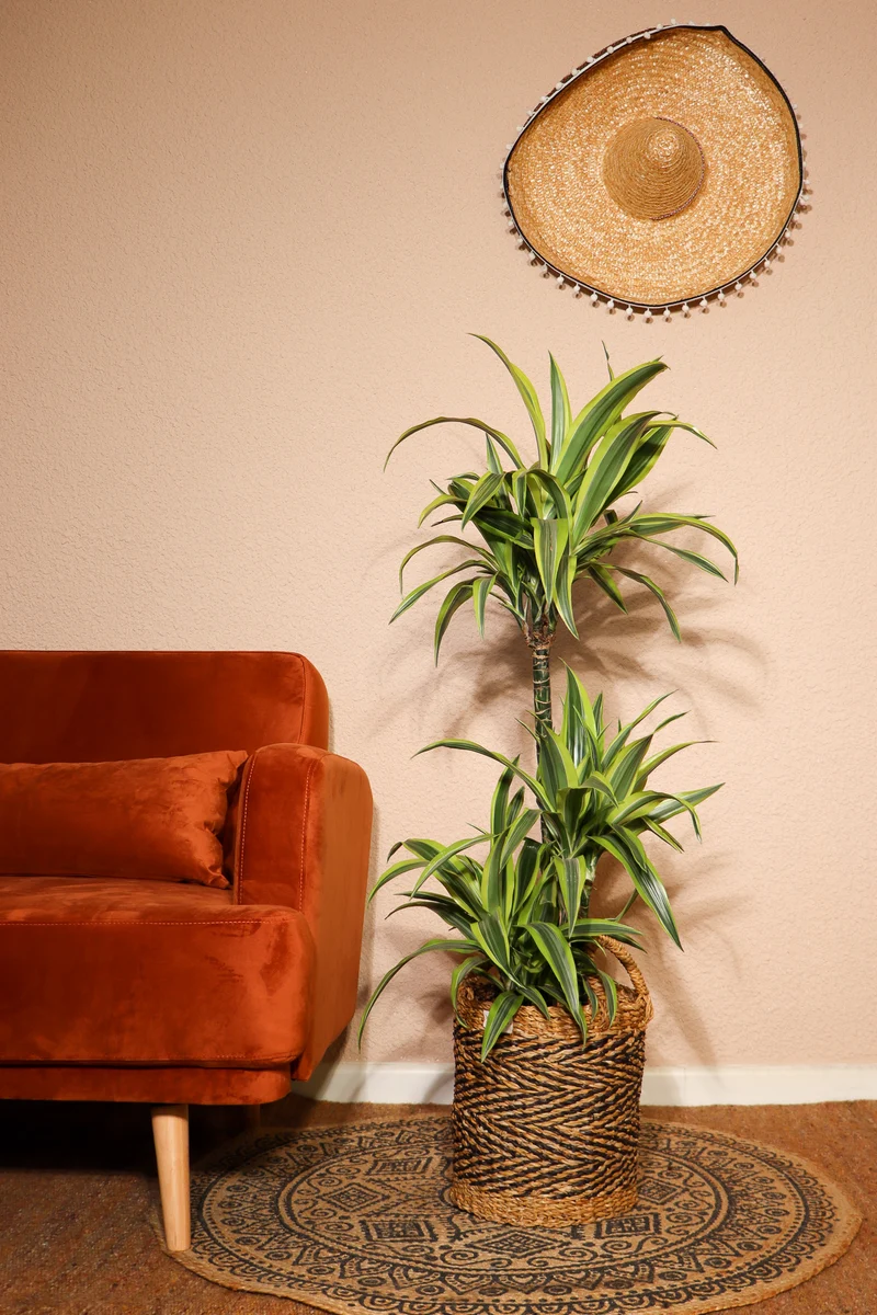 Dracaena lemon lime (Drachenbaum) (L)