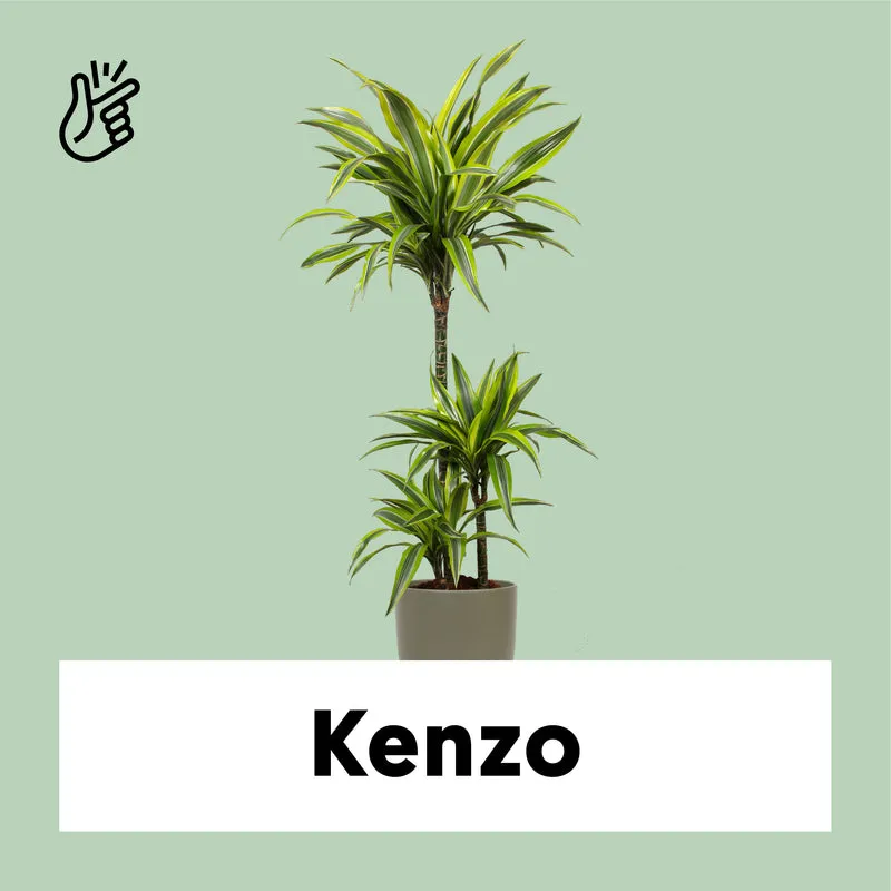 Dracaena lemon lime (Drachenbaum) (L)