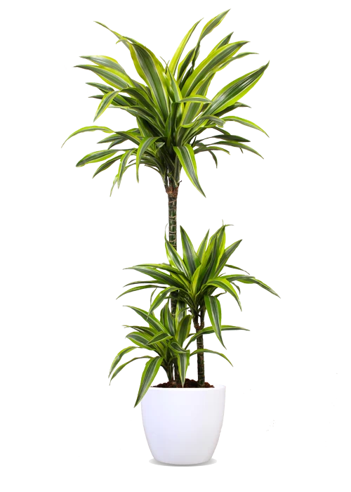 Dracaena lemon lime (Drachenbaum) (L)