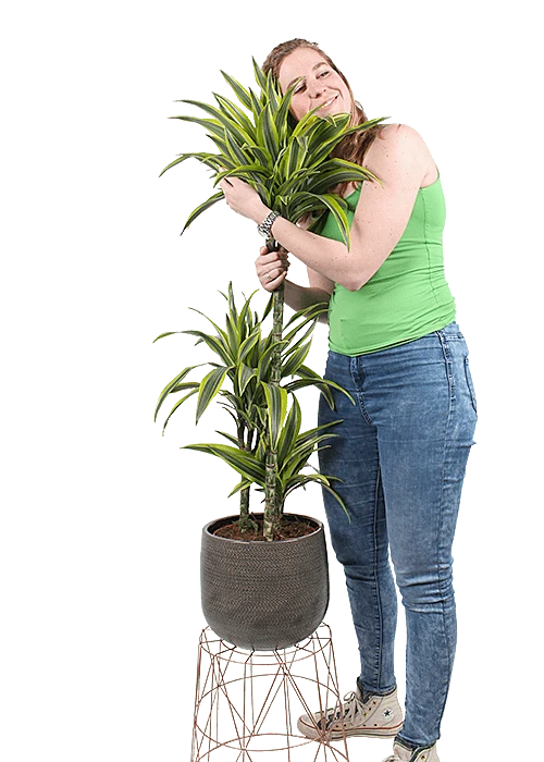 Dracaena lemon lime (Drachenbaum) (L)