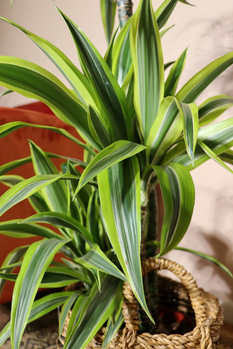 Dracaena lemon lime (Drachenbaum) (L)