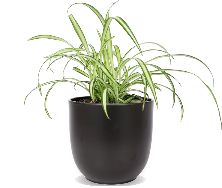 Chlorophytum (Grünlilie) (S)