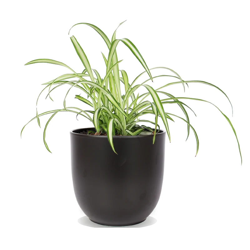Chlorophytum (Grünlilie) (S)