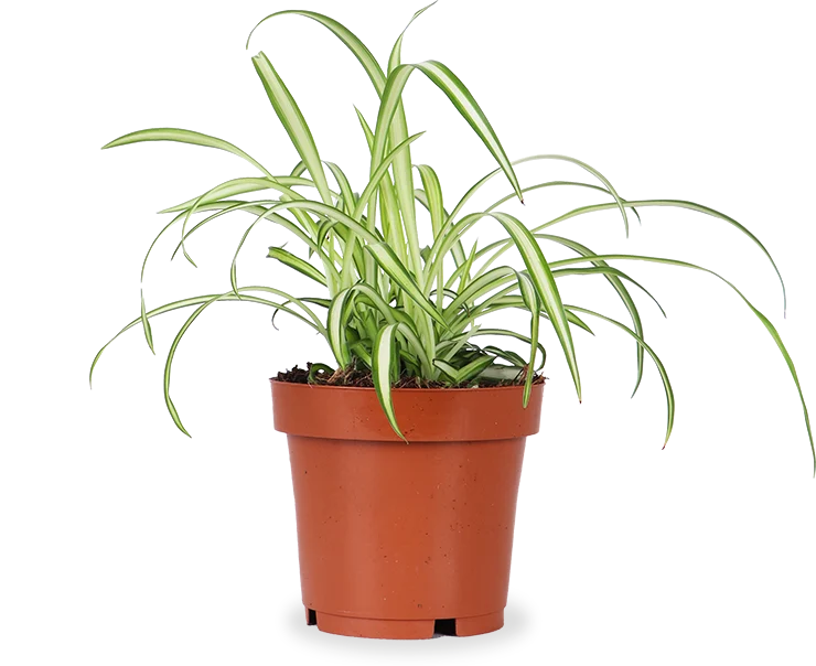 Chlorophytum (Grünlilie) (S)