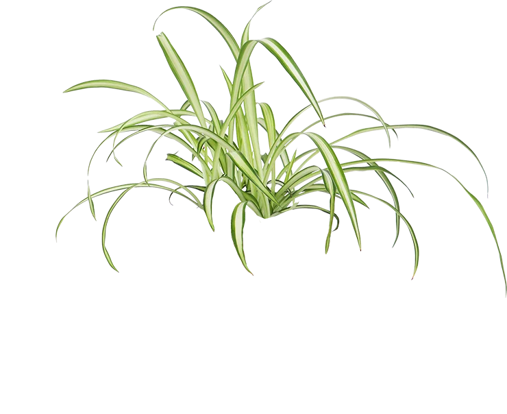 Chlorophytum (Grünlilie) (S)