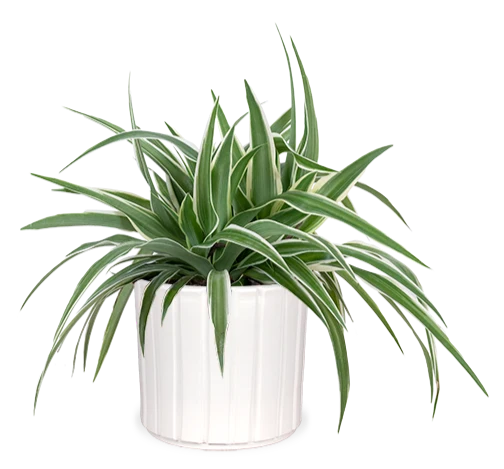 Chlorophytum (Grünlilie) (S)