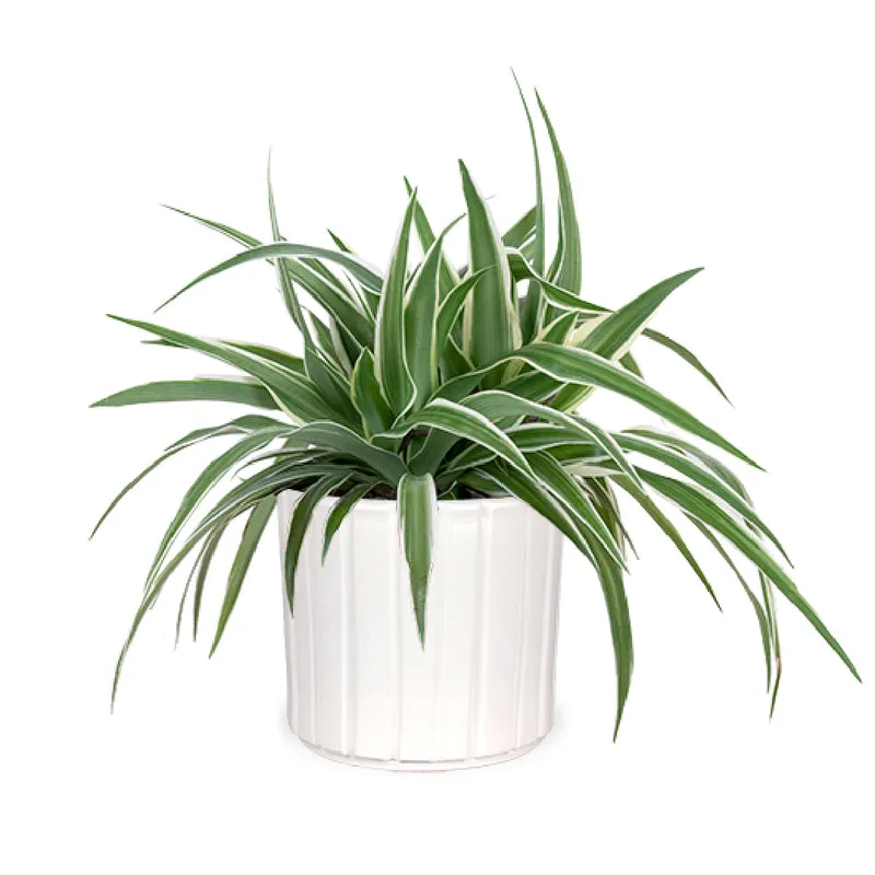 Chlorophytum (Grünlilie) (S)