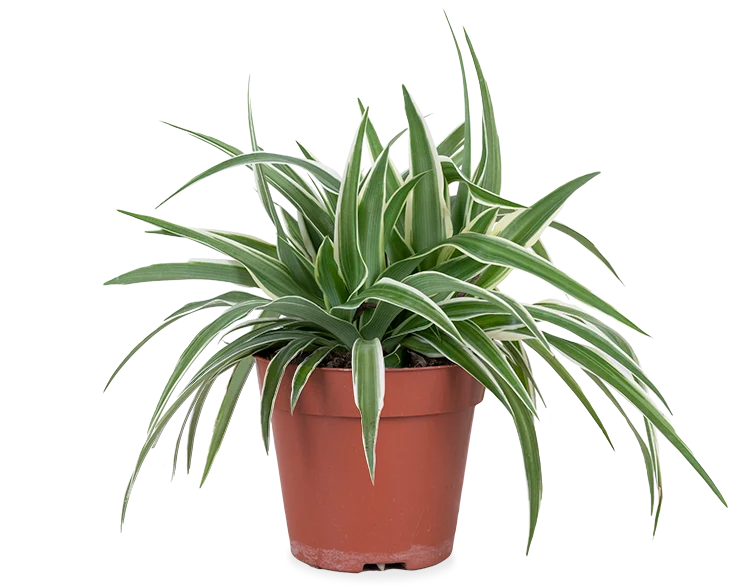 Chlorophytum (Grünlilie) (S)
