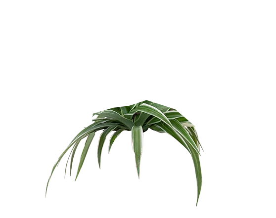 Chlorophytum (Grünlilie) (S)