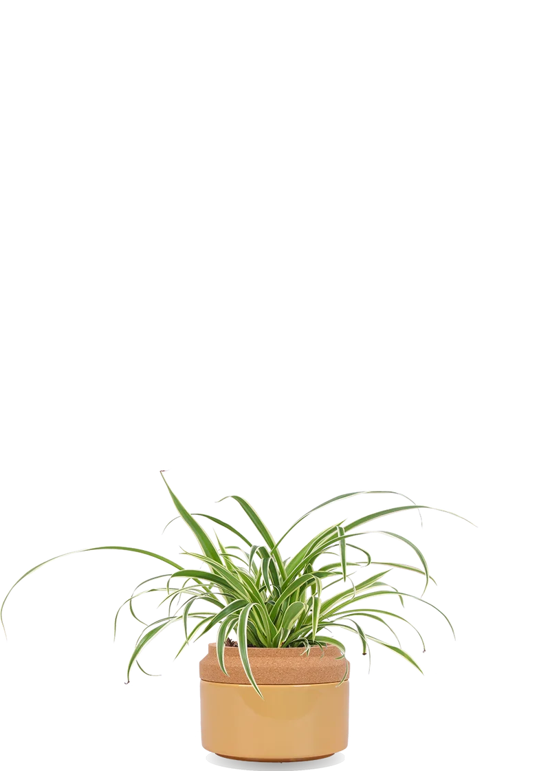 Chlorophytum (Grünlilie) (S)