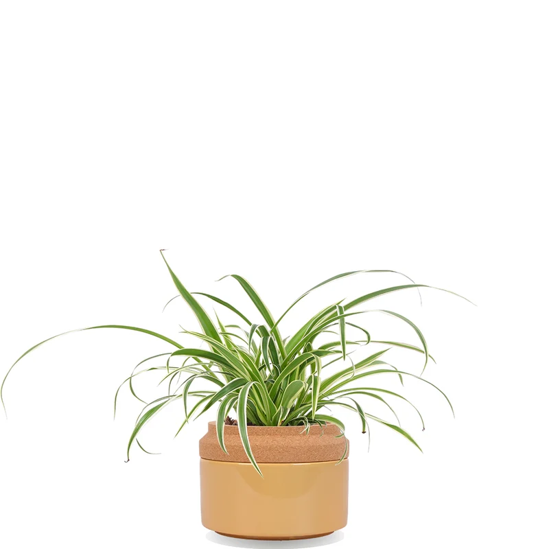Chlorophytum (Grünlilie) (S)