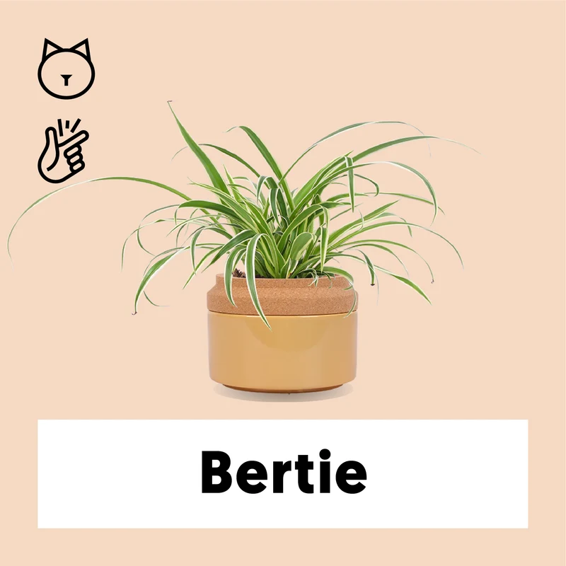 Chlorophytum (Grünlilie) (S)