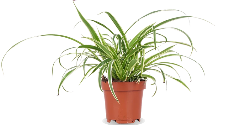 Chlorophytum (Grünlilie) (S)