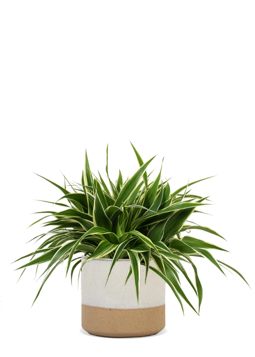 Chlorophytum (Grünlilie) (S)