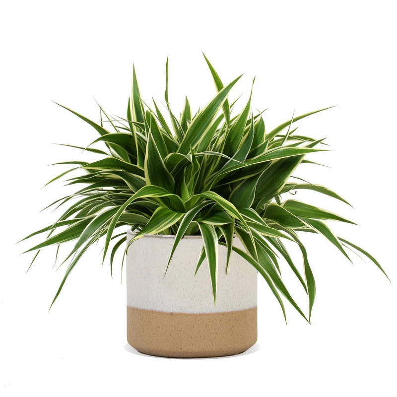 Chlorophytum (Grünlilie) (S)