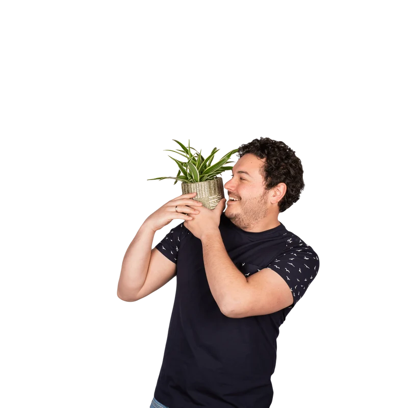 Chlorophytum (Grünlilie) (S)