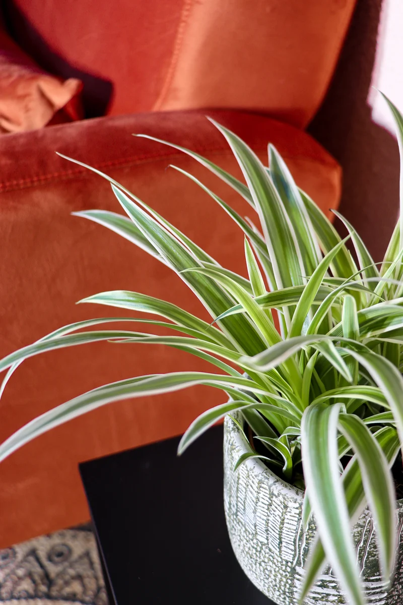 Chlorophytum (Grünlilie) (S)