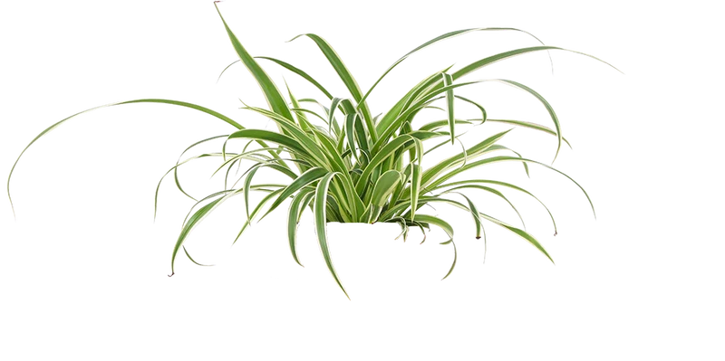 Chlorophytum (Grünlilie) (S)