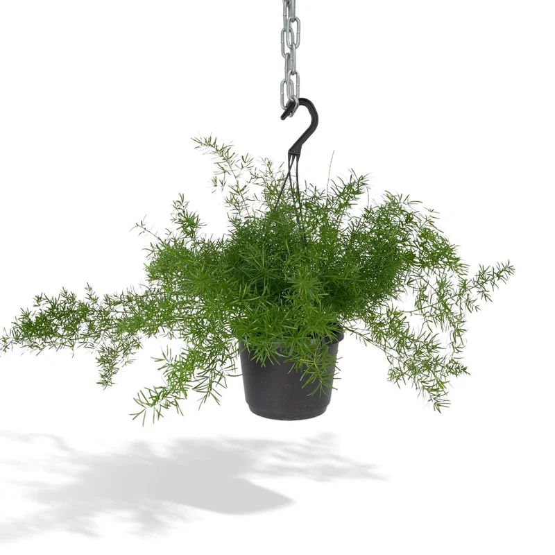 Asparagus densiflorus Sprengeri - Zierspargel Hang, Topf Ø 17 cm, Höhe 35 cm