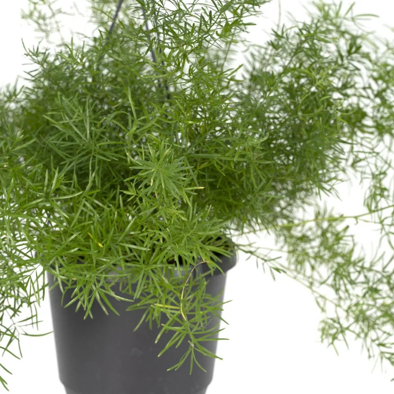 Asparagus densiflorus Sprengeri - Zierspargel Hang, Topf Ø 17 cm, Höhe 35 cm