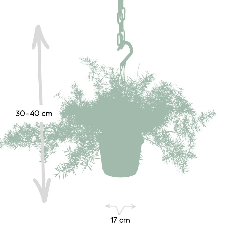 Asparagus densiflorus Sprengeri - Zierspargel Hang, Topf Ø 17 cm, Höhe 35 cm
