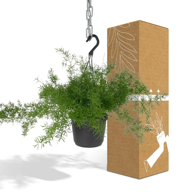 Asparagus densiflorus Sprengeri - Zierspargel Hang, Topf Ø 17 cm, Höhe 35 cm
