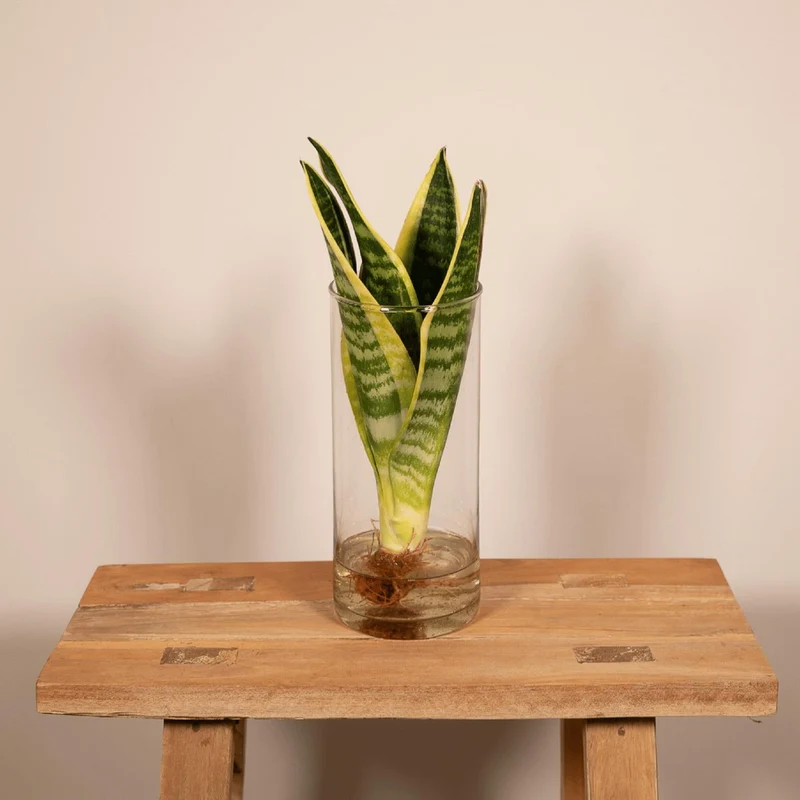 Sansevieria trifasciata - Bogenhanf, Topf Ø 12 cm, Höhe 30 cm