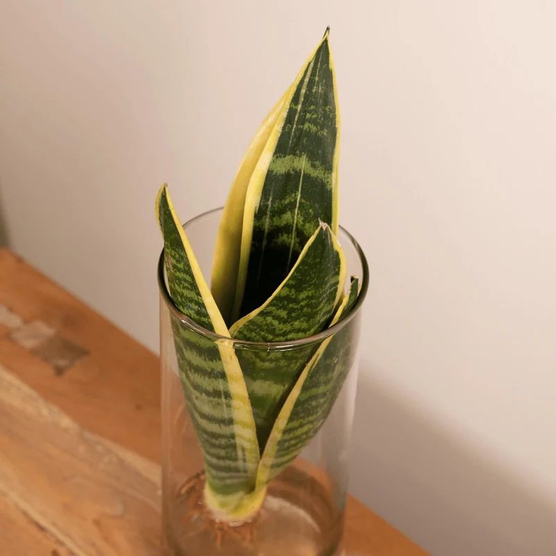 Sansevieria trifasciata - Bogenhanf, Topf Ø 12 cm, Höhe 30 cm
