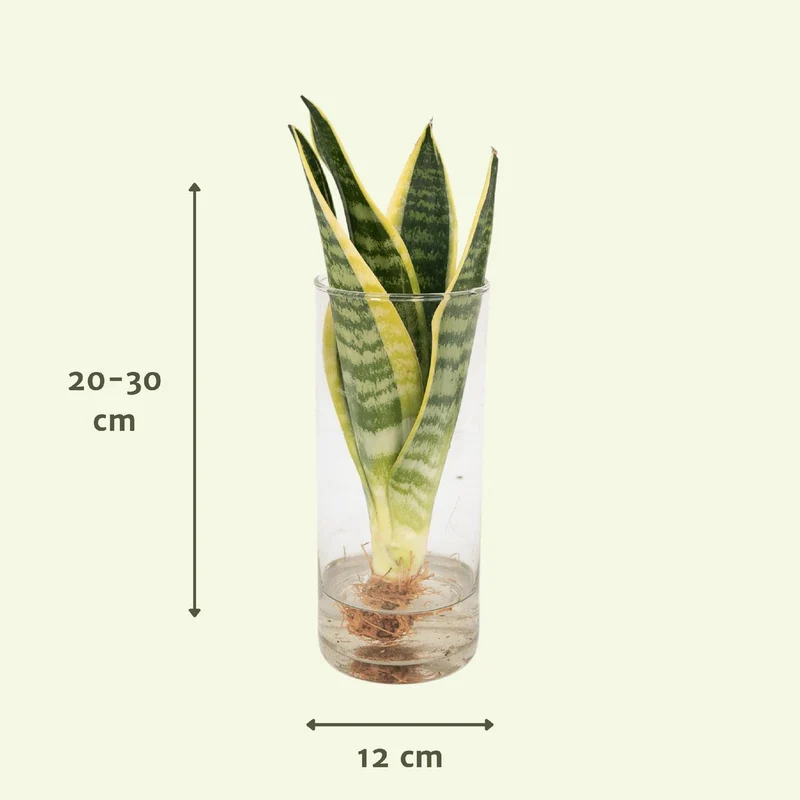 Sansevieria trifasciata - Bogenhanf, Topf Ø 12 cm, Höhe 30 cm