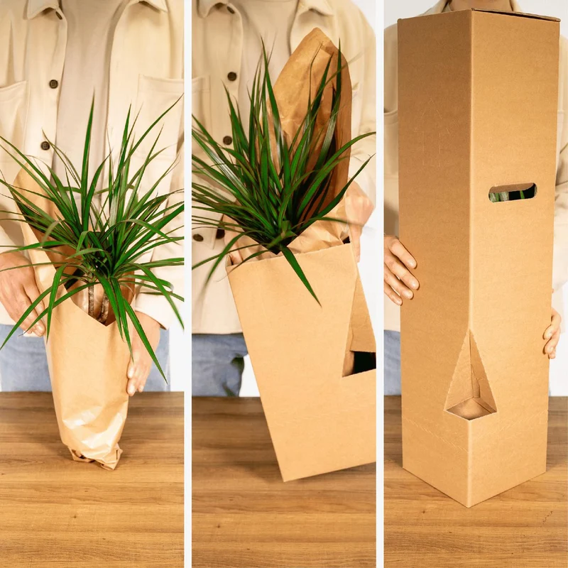 Sansevieria trifasciata - Bogenhanf, Topf Ø 12 cm, Höhe 30 cm