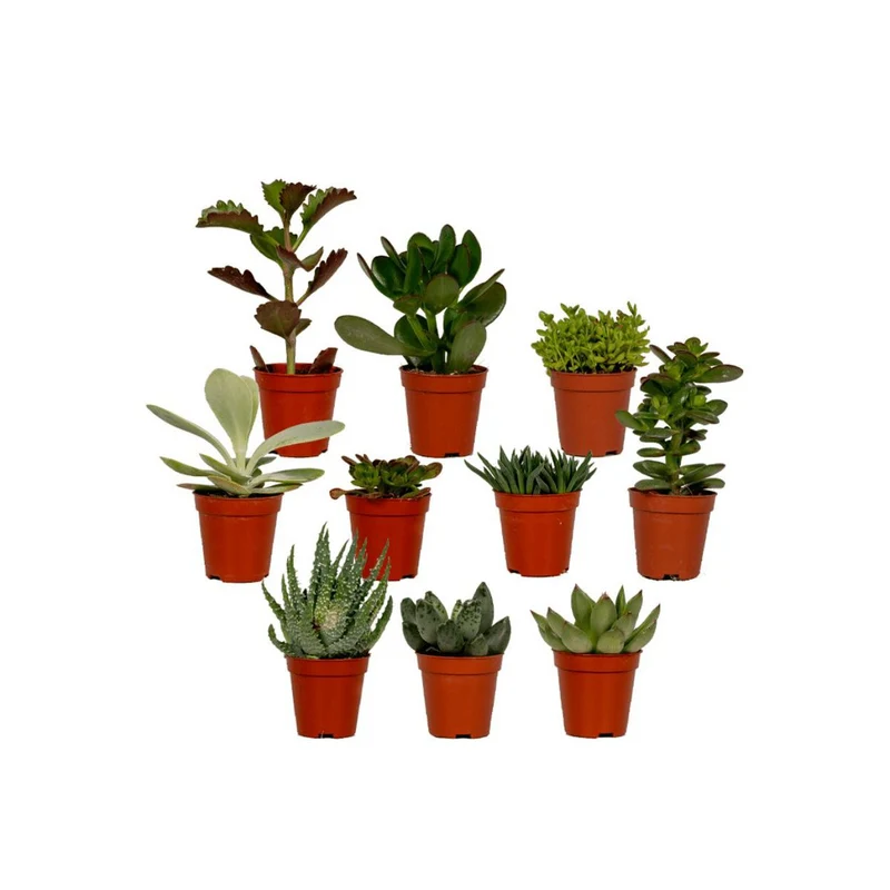 Sukkulente Mischung - 10 Teile, Topf Ø 5,5 cm, Höhe 7 cm
