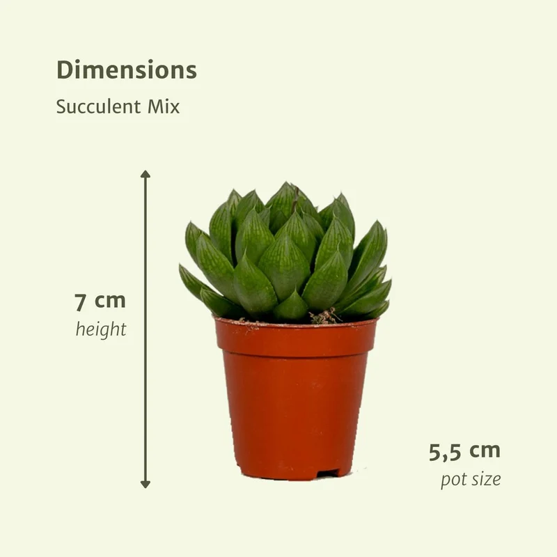 Sukkulente Mischung - 10 Teile, Topf Ø 5,5 cm, Höhe 7 cm