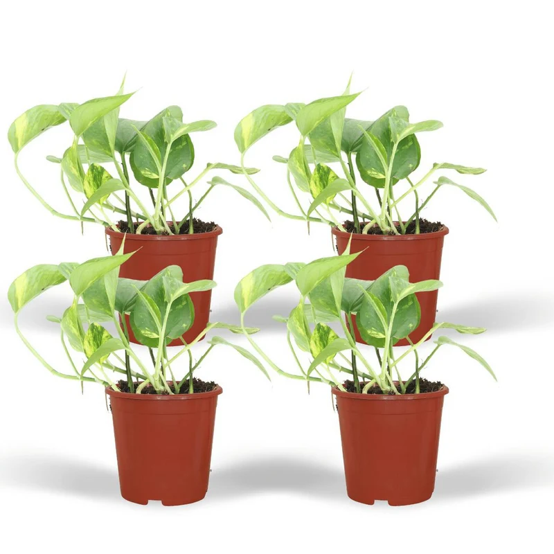Epipremnum Aureum - Goldene Efeutute, Topf Ø 12 cm, Höhe 20 cm