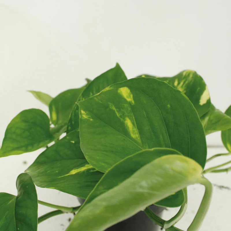 Epipremnum Aureum - Goldene Efeutute, Topf Ø 12 cm, Höhe 20 cm