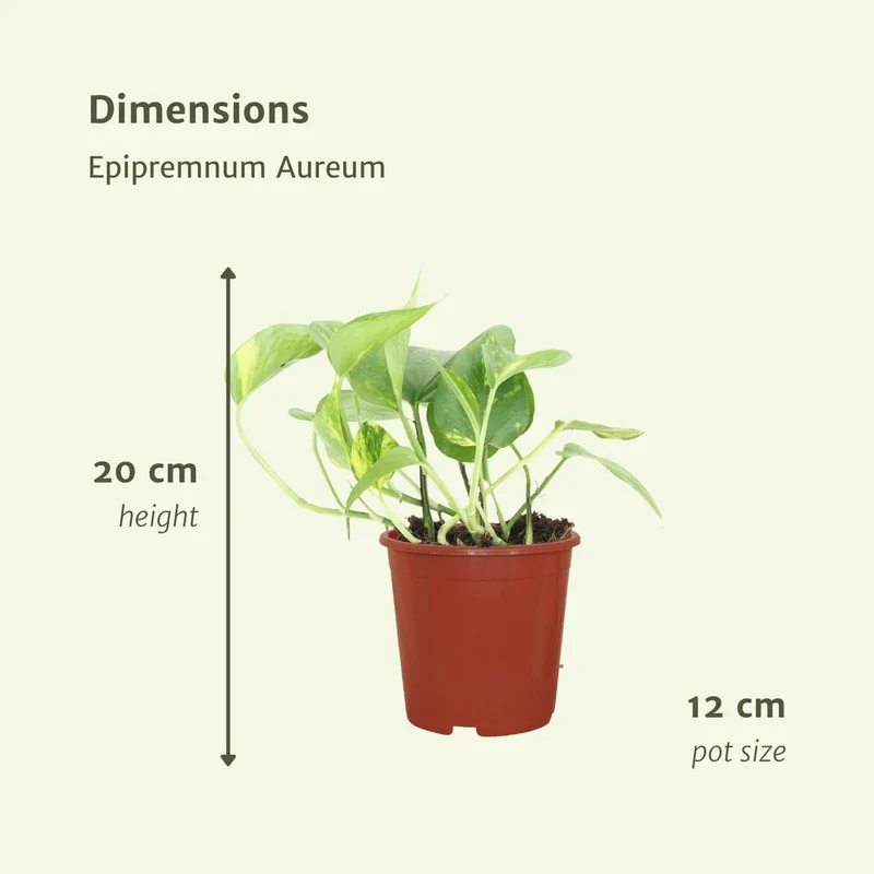 Epipremnum Aureum - Goldene Efeutute, Topf Ø 12 cm, Höhe 20 cm