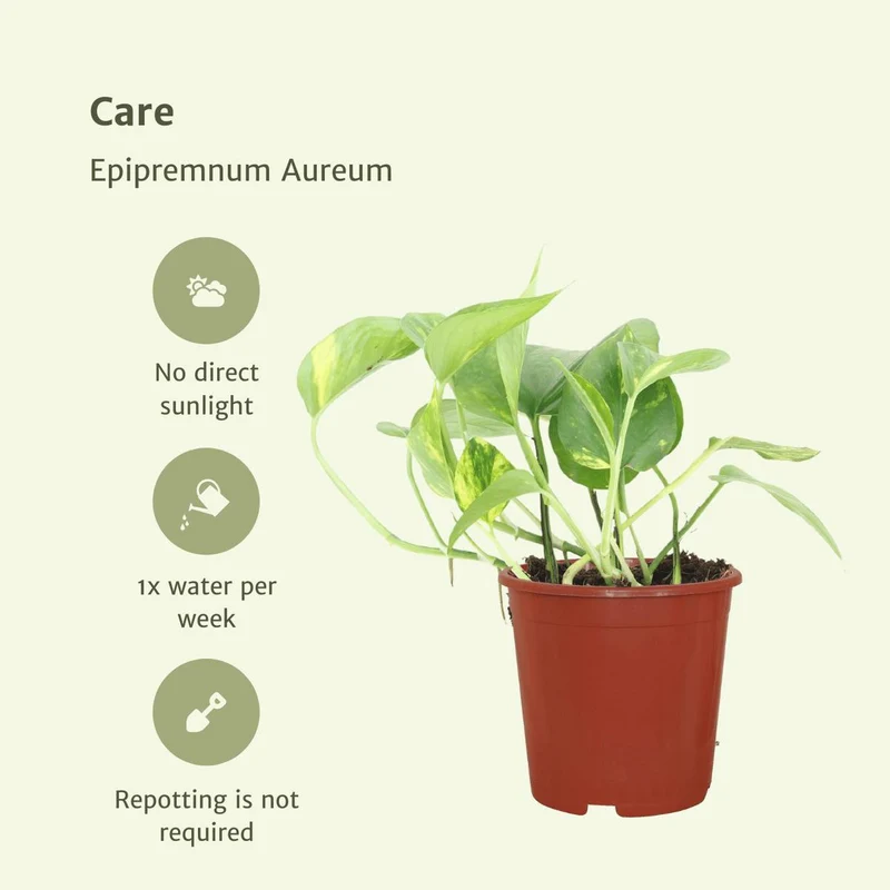 Epipremnum Aureum - Goldene Efeutute, Topf Ø 12 cm, Höhe 20 cm