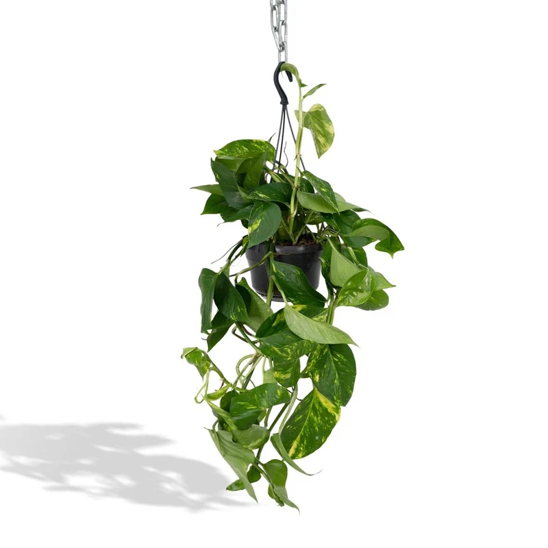 Epipremnum Aureum – Efeutute, Topf Ø 15 cm, Höhe 25 cm