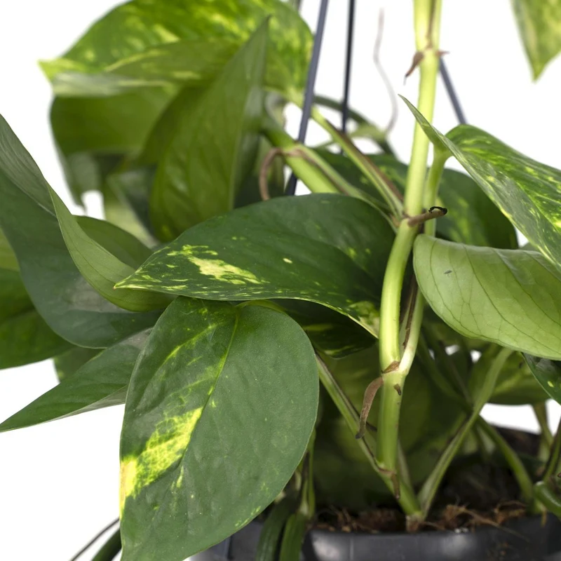Epipremnum Aureum – Efeutute, Topf Ø 15 cm, Höhe 25 cm