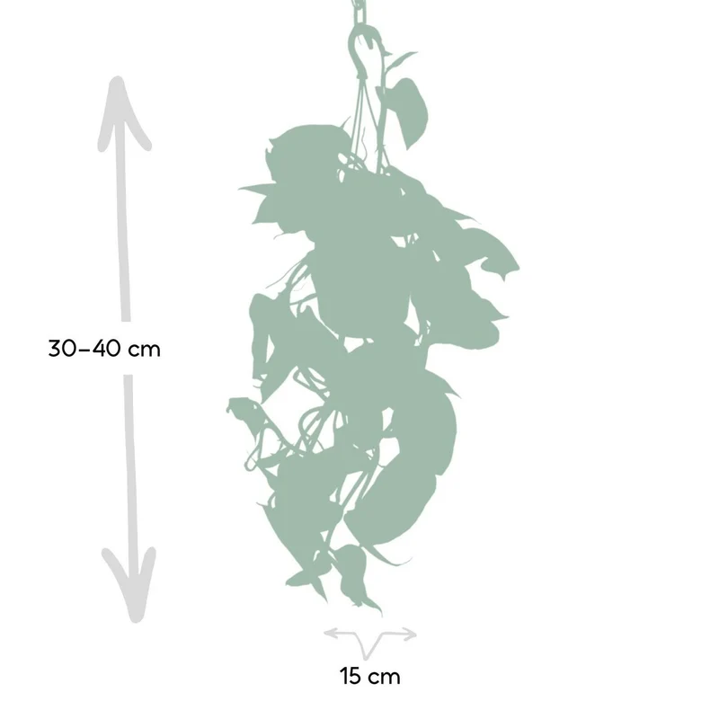 Epipremnum Aureum – Efeutute, Topf Ø 15 cm, Höhe 25 cm