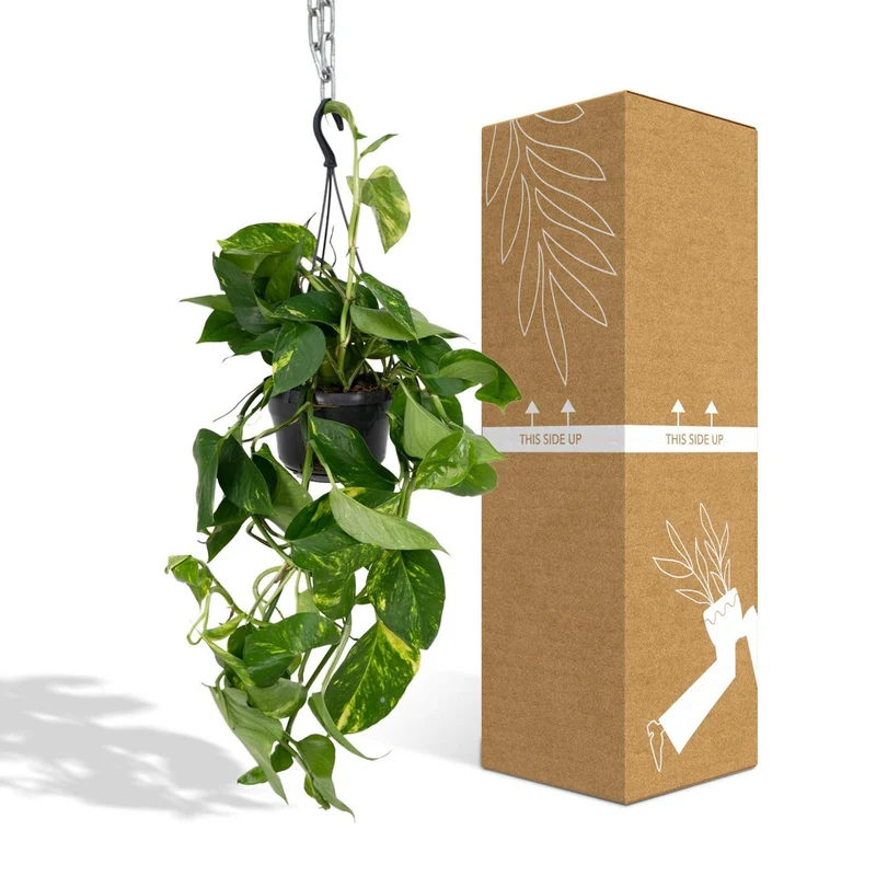 Epipremnum Aureum – Efeutute, Topf Ø 15 cm, Höhe 25 cm